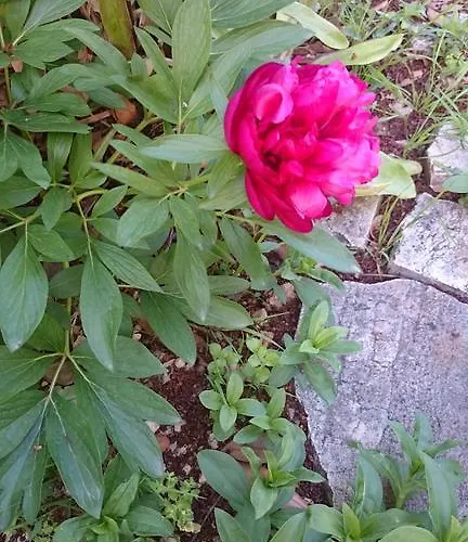 דירה And Antonio זאדאר